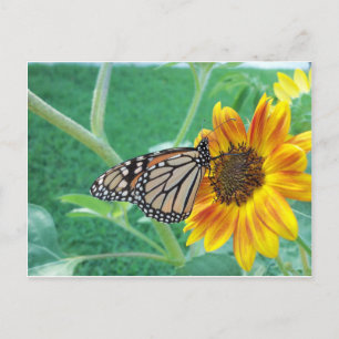 Monarch Butterfly On Sunflower Postcard
