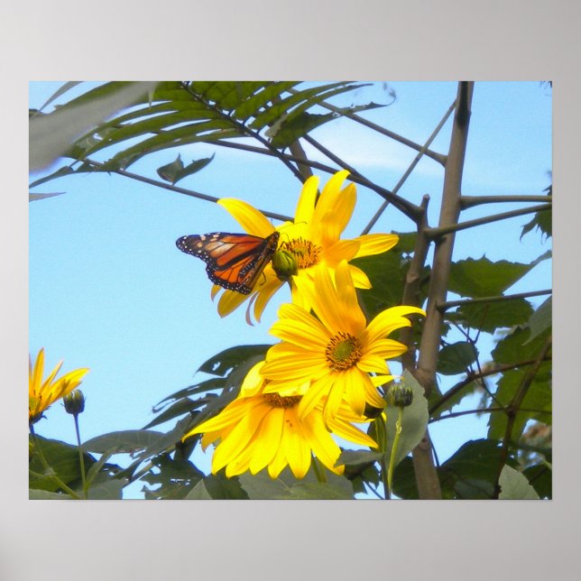 Monarch Butterfly On Sunflowers Poster (Front)