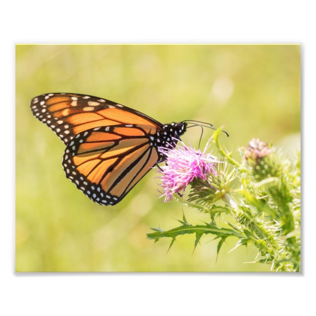 Monarch Butterfly on Thistle Photo Print (Front)