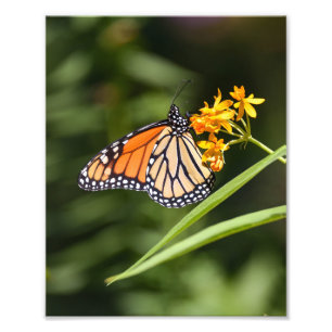 Monarch Butterfly on Tropical Milkweed Flowers Photo Print