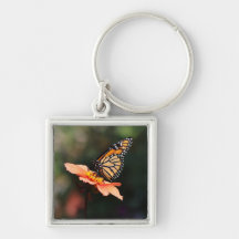 Monarch Butterfly on Verbena & Dahlia