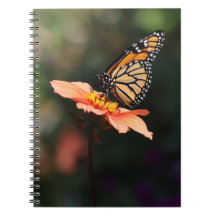 Monarch Butterfly on Verbena & Dahlia