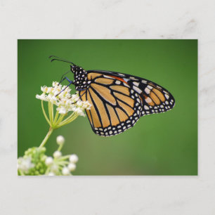 Monarch Butterfly on White Swamp Milkweed Flower Postcard