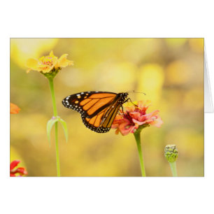 Monarch Butterfly on Zinnia