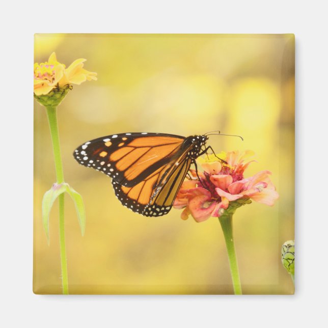 Monarch Butterfly on Zinnia Magnet (Front)