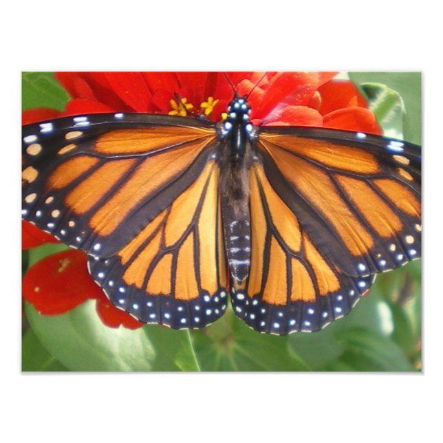 Monarch Butterfly on Zinnia Photo Print (Front)