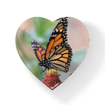 Monarch Butterfly Orange, Black, and Yellow Nature