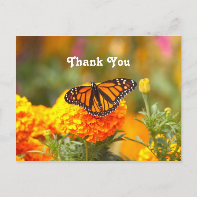 Monarch Butterfly Orange Marigold Photo Thank You Postcard (Front)