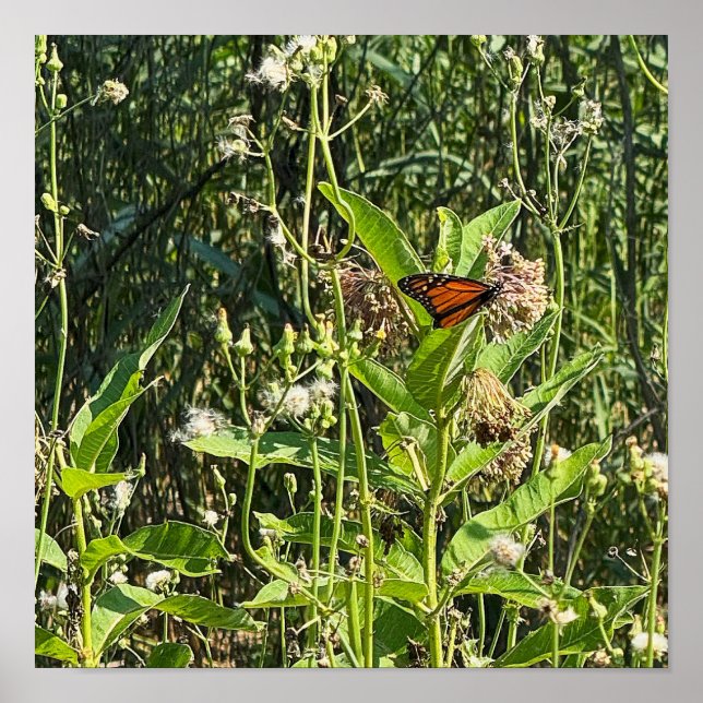 Monarch Butterfly Photo Poster (Front)
