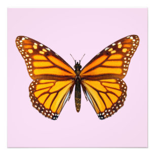 Monarch Butterfly Photo Print