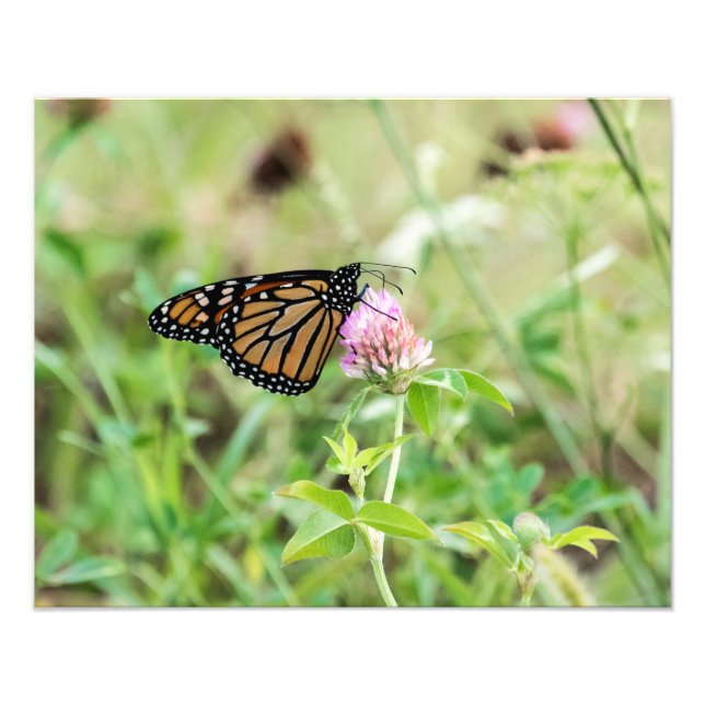 Monarch Butterfly Photo Print (Front)