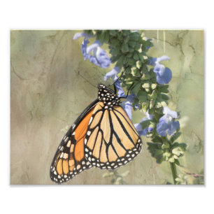 Monarch Butterfly Photography Print