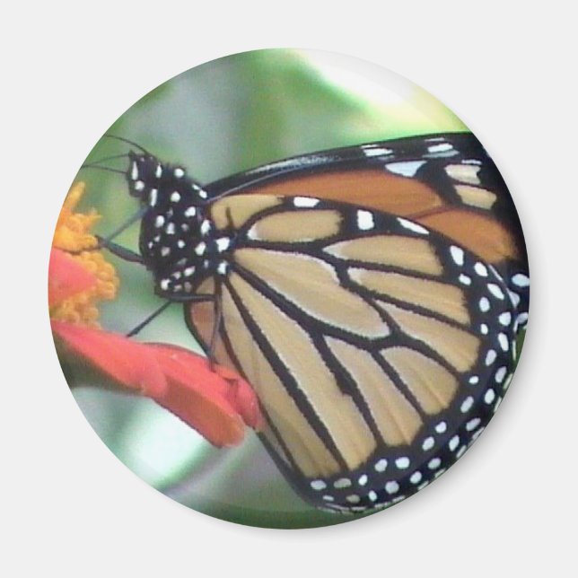Monarch Butterfly Picture Magnet (Front)