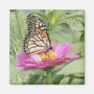 Monarch Butterfly, Pink Zinnia Magnet