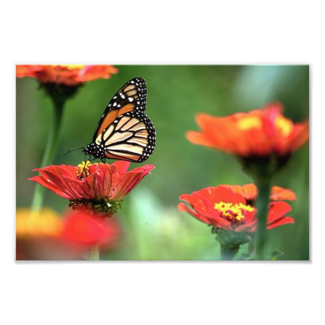 Monarch Butterfly Pollination Photo Print (Front)