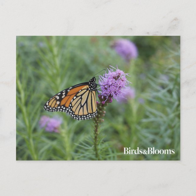 Monarch Butterfly Postcard (Front)