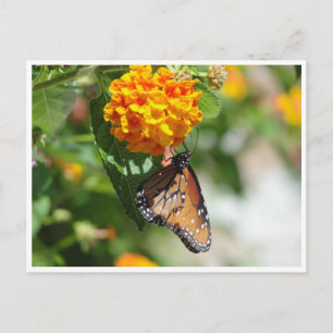Monarch butterfly postcard