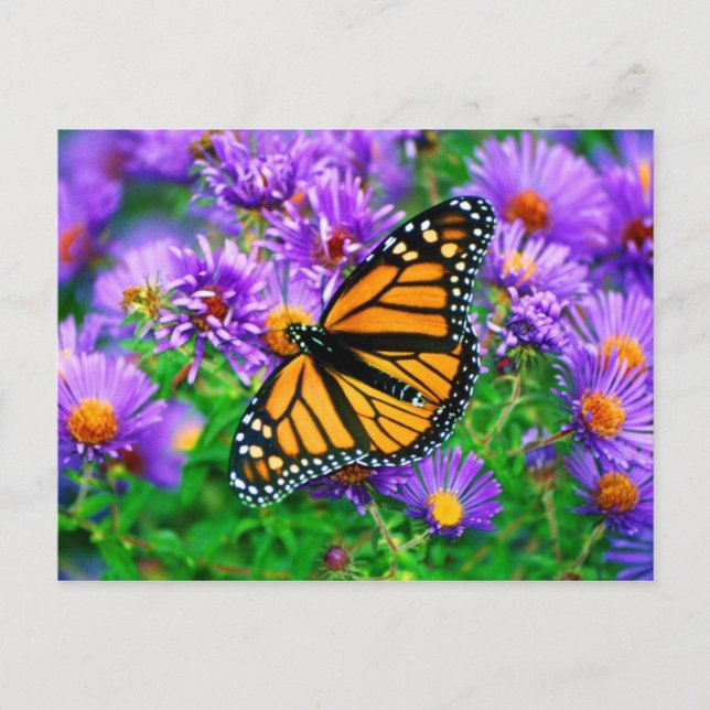 Monarch Butterfly Postcard (Front)