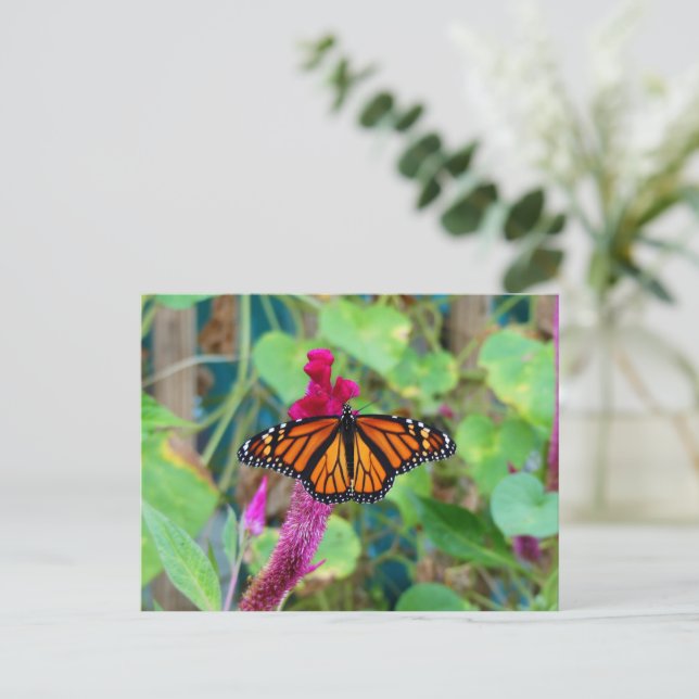 Monarch Butterfly Postcard (Standing Front)
