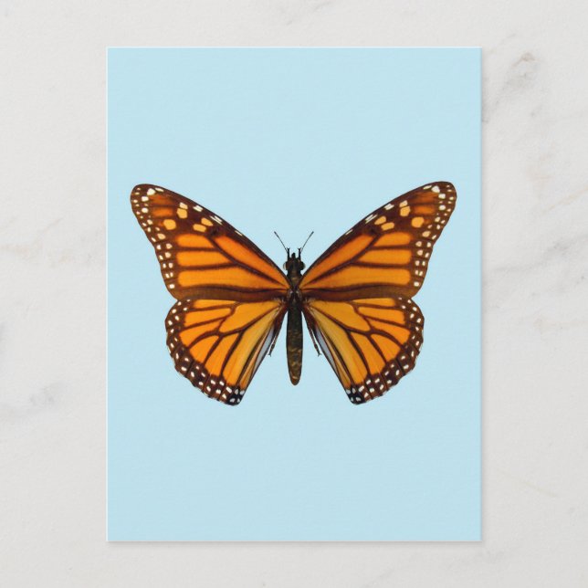 Monarch Butterfly Postcard (Front)