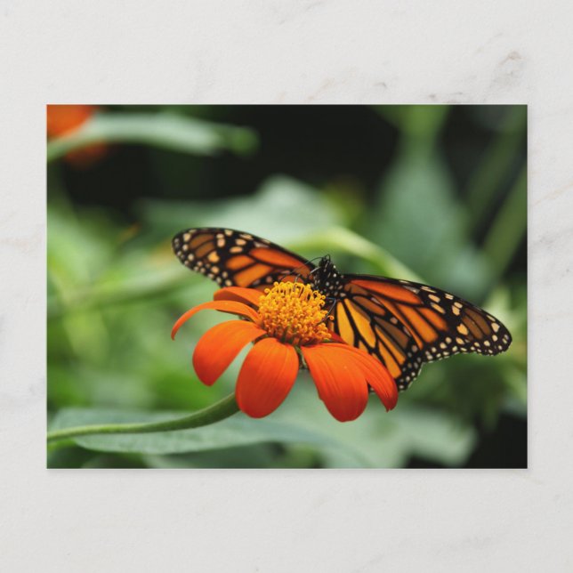 Monarch Butterfly Postcard (Front)