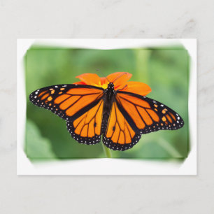 Monarch Butterfly Postcard