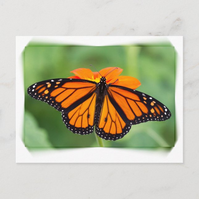 Monarch Butterfly Postcard (Front)
