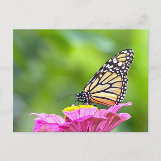 Monarch Butterfly Postcard (Front)