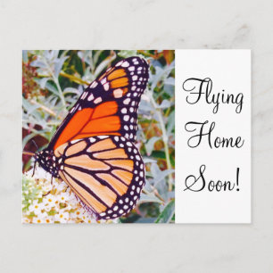 Monarch Butterfly Postcard