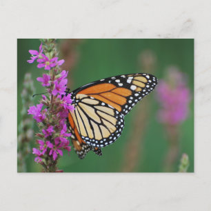 Monarch Butterfly Postcard