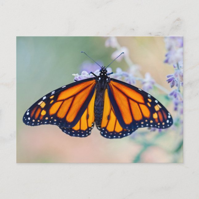 Monarch Butterfly Postcard (Front)