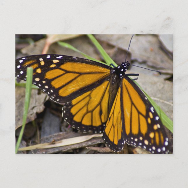 Monarch Butterfly Postcard (Front)