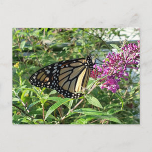 Monarch Butterfly Postcard