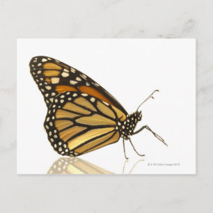 Monarch butterfly postcard
