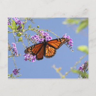 Monarch Butterfly Postcard