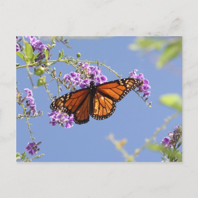Monarch Butterfly Postcard (Front)
