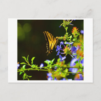 Monarch Butterfly postcard