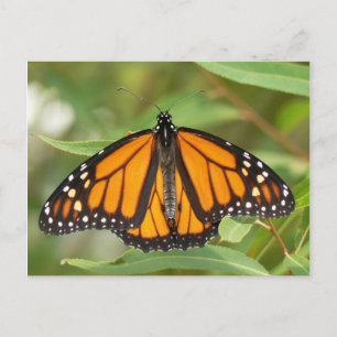 Monarch Butterfly Postcard. Postcard
