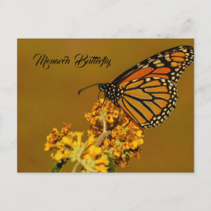 Monarch Butterfly Postcards