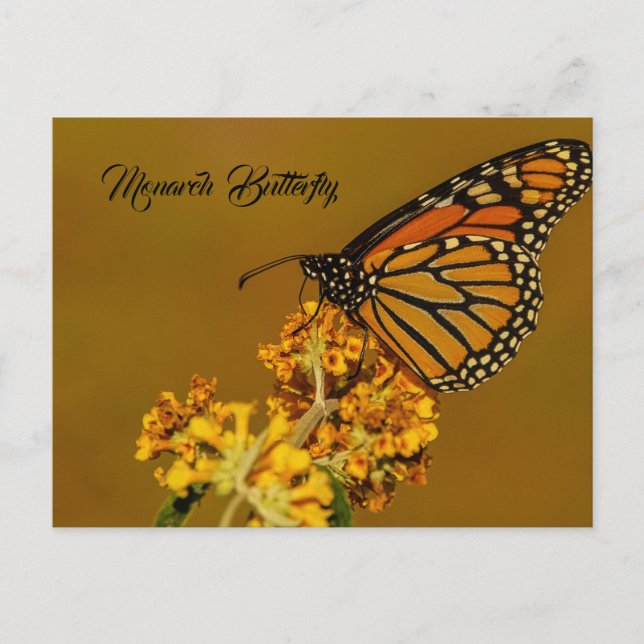 Monarch Butterfly Postcards (Front)