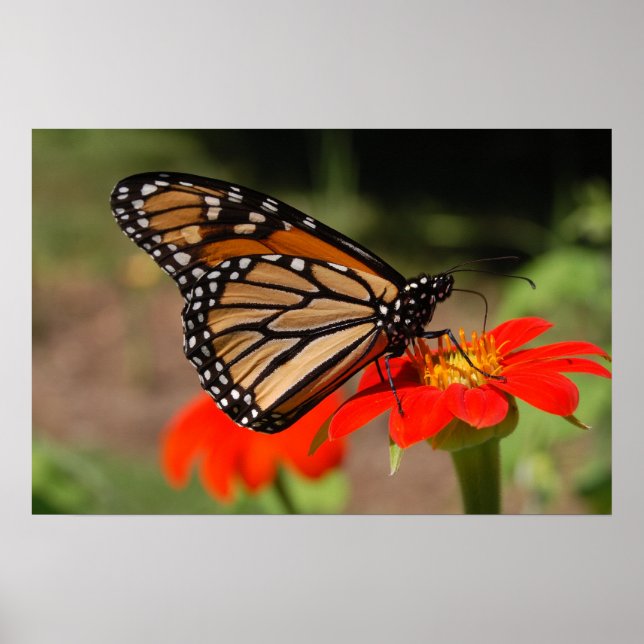 Monarch Butterfly Poster (Front)