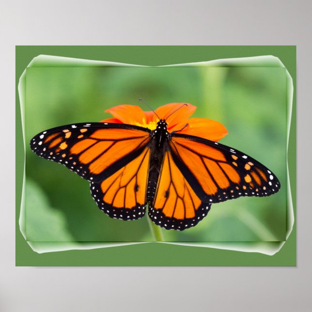 Monarch Butterfly Poster (Front)