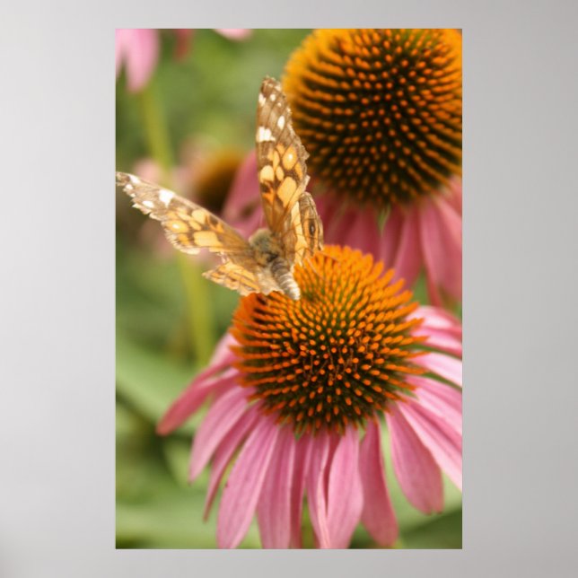 Monarch Butterfly Poster (Front)