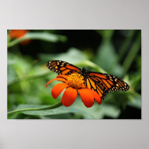 Monarch Butterfly Poster