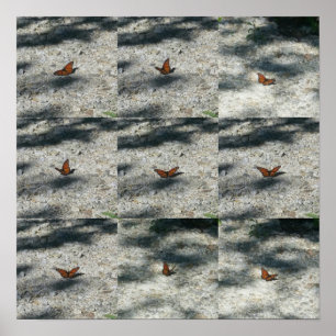 monarch butterfly poster