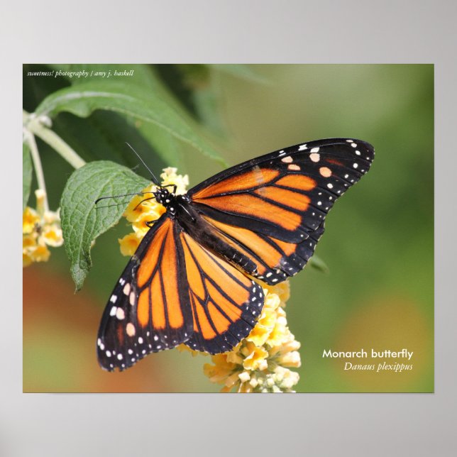 Monarch Butterfly Poster (Front)