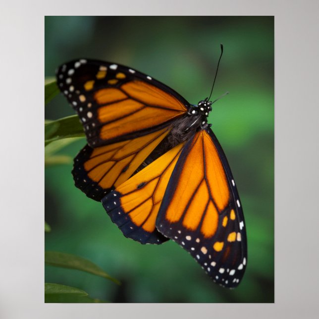 Monarch Butterfly Poster (Front)