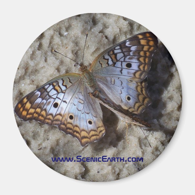 Monarch Butterfly Refrigerator Magnet Button (Front)