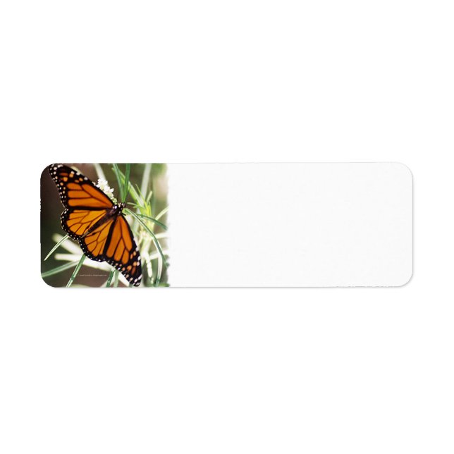 Monarch Butterfly Return Address Labels (Front)