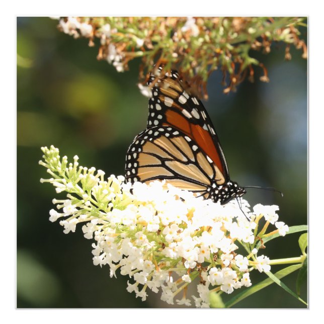 Monarch butterfly sipping nectar photo print (Front)